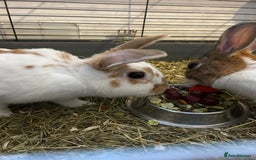 Dutch rabbits for sale: Two Female Rabbits  - Image 2