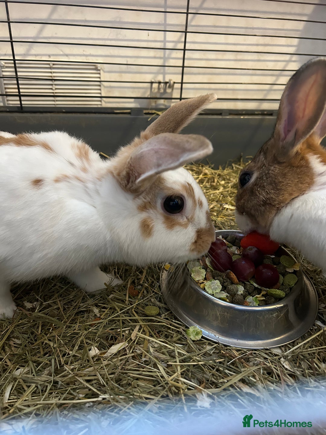 Dutch rabbits for sale: Two Female Rabbits  - Image 2