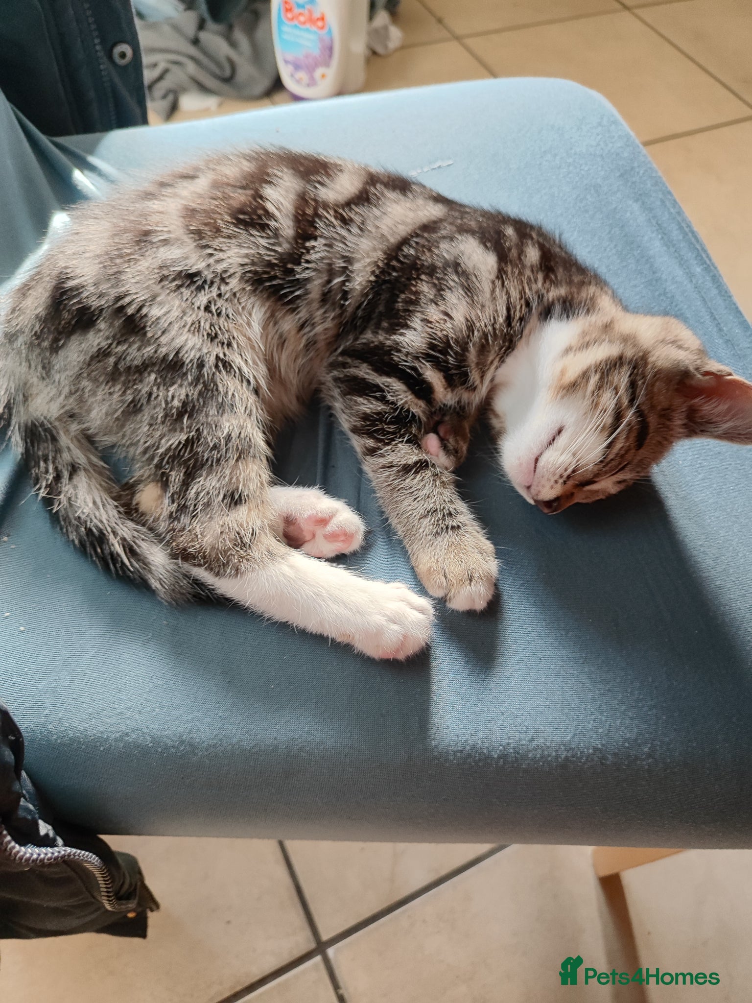 Mixed Breed cats Beautiful  boy ,mixed breed- Bengal father  - Advert 17