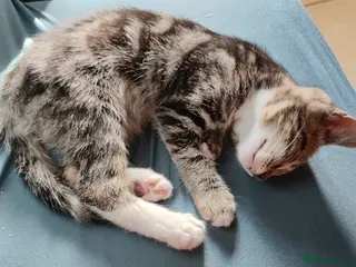 Mixed Breed cats Beautiful boy ,mixed breed- Bengal father - Advert 17