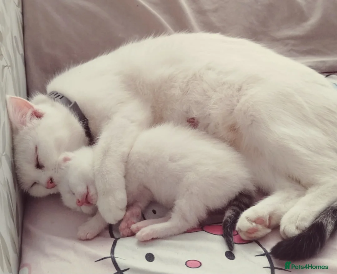 Mixed Breed cats for sale: Turkish van /mixed breed  - Advert 1