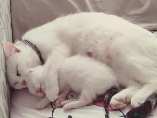 Mixed Breed cats Turkish van /mixed breed - Advert 11