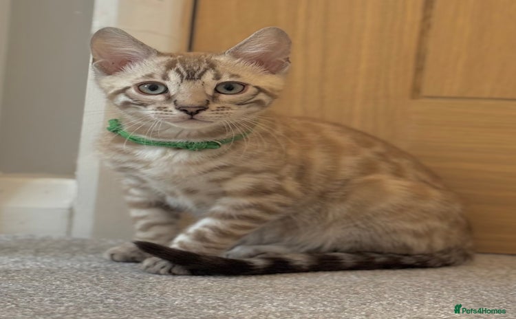 Bengal cats - Advert 6