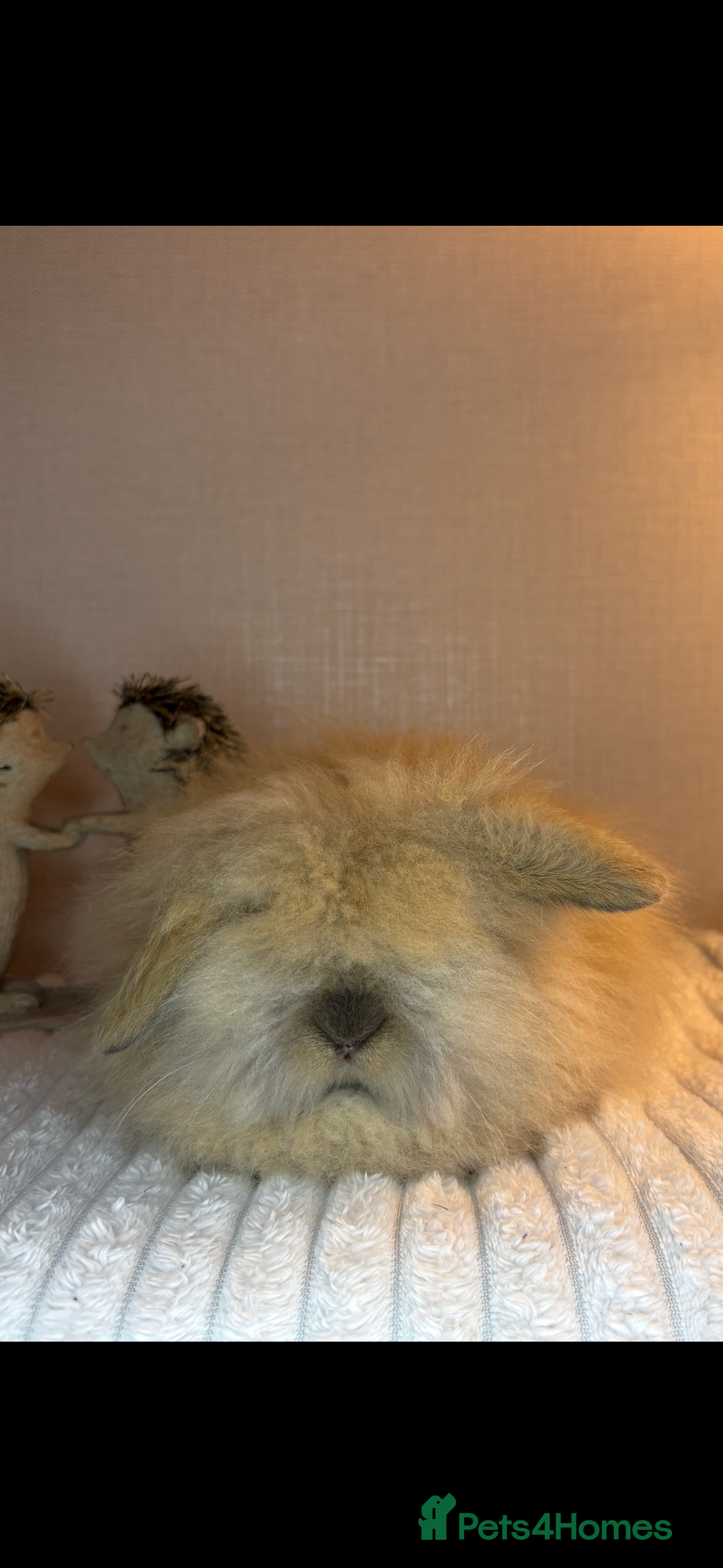 Mini Lion Lop rabbits Gorgeous Fluffy Double Mane mini lion lop bunny’s  - Advert 10