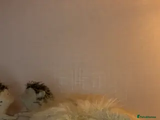 Mini Lion Lop rabbits Gorgeous Fluffy Double Mane mini lion lop bunny’s - Advert 10