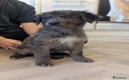 Mixed Breed dogs for sale: !!! ONE merle girl left !!! available now  - Advert 1