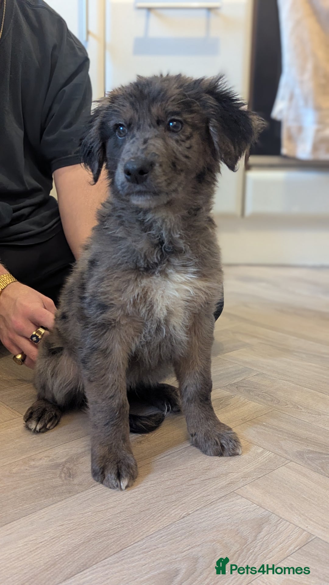 Mixed Breed dogs for sale: !!! ONE merle girl left !!! available now  - Advert 1