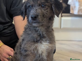 Mixed Breed dogs for sale: !!! ONE merle girl left !!! available now - Advert 1