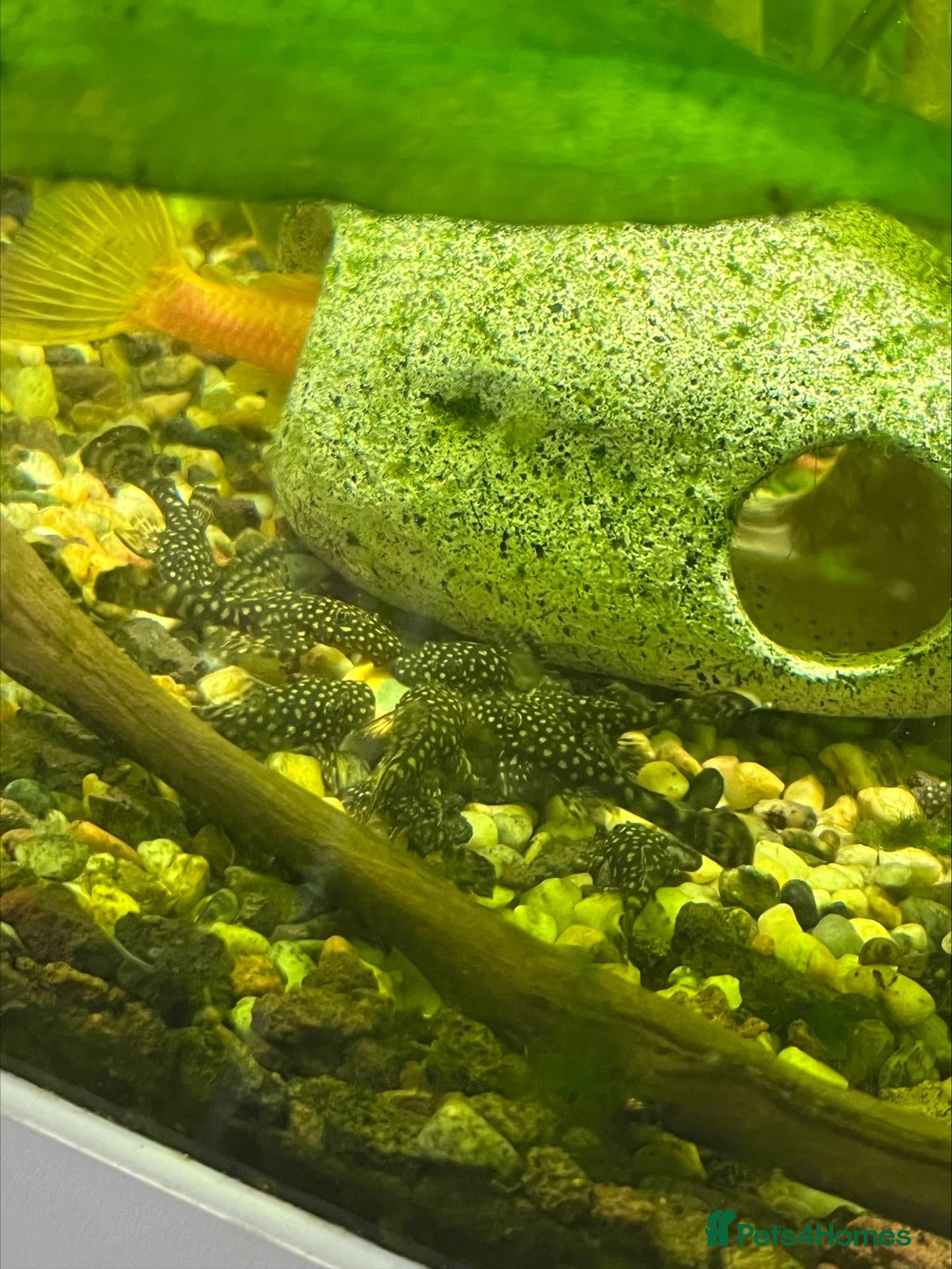 Plecos fish Young Bristlenose Plecos - Advert 9