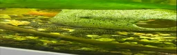 Plecos fish for sale: Young Bristlenose Plecos in Orpington - Advert 1