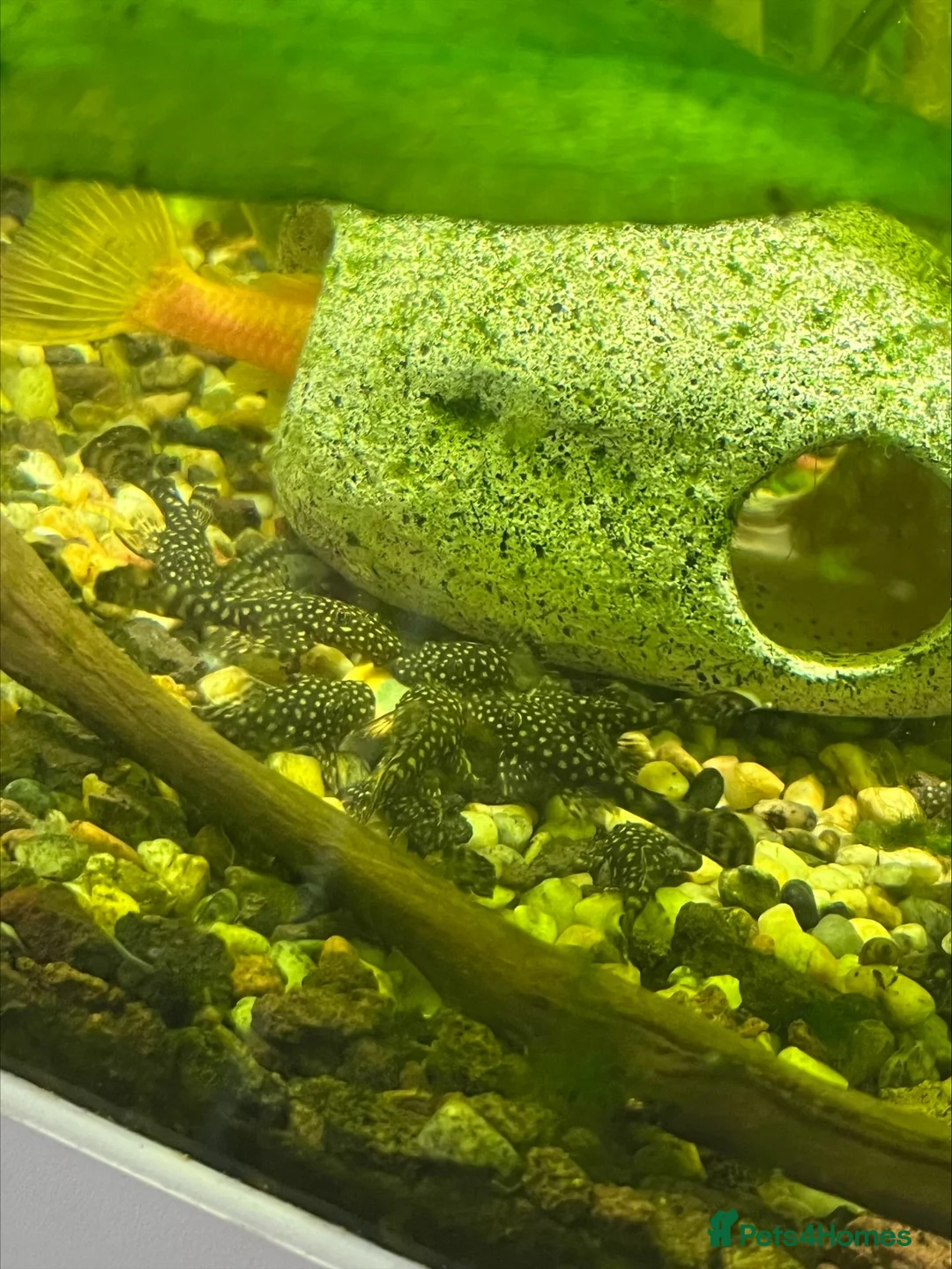 Plecos fish for sale: Young Bristlenose Plecos in Orpington - Advert 1