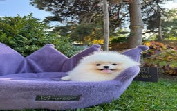 Pomeranian dogs for sale: SUPER TINY ICE WHITE POMERANIAN BOY - Image 33