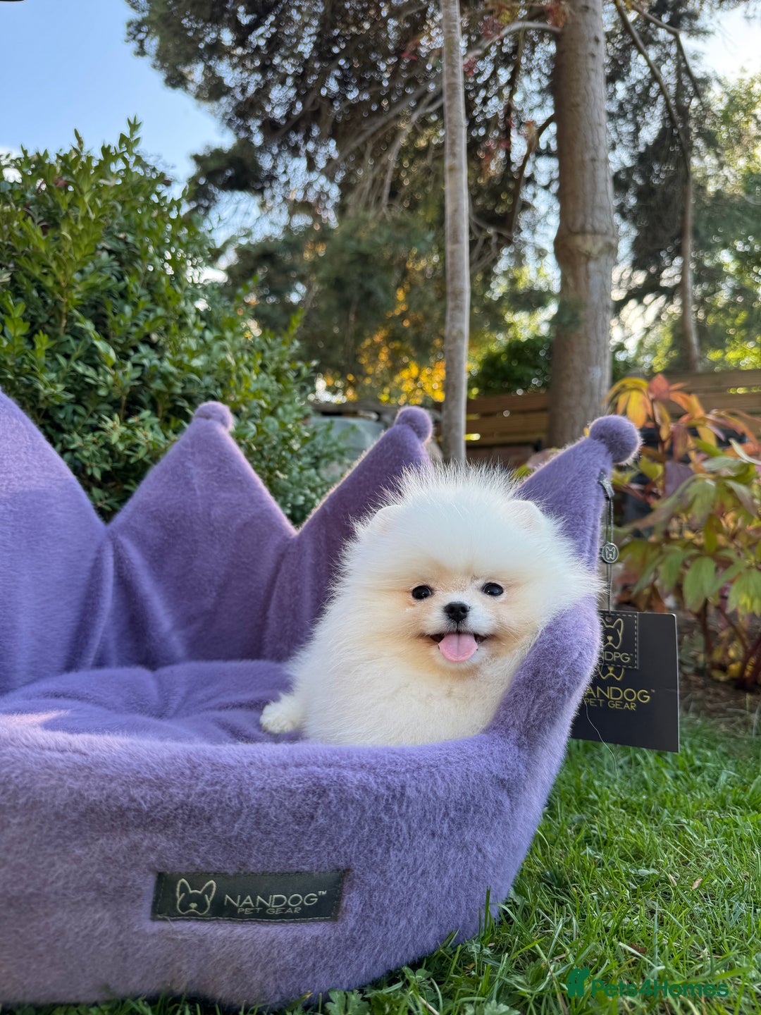 Pomeranian dogs for sale: SUPER TINY ICE WHITE POMERANIAN BOY - Image 33