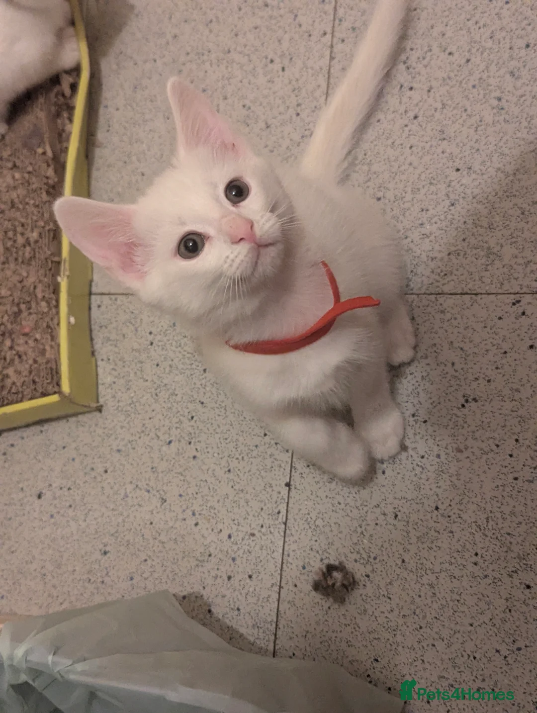 Mixed Breed cats for sale: Need to Go- Last Two, microchip included - Advert 2