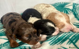 Miniature Poodle dogs for stud: Proven chocolate phantom merle mini poodle stud - Image 7