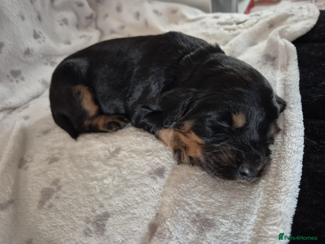 Sprocker dogs for sale: Exceptional home reared sprocker spaniel puppies.  - Advert 23