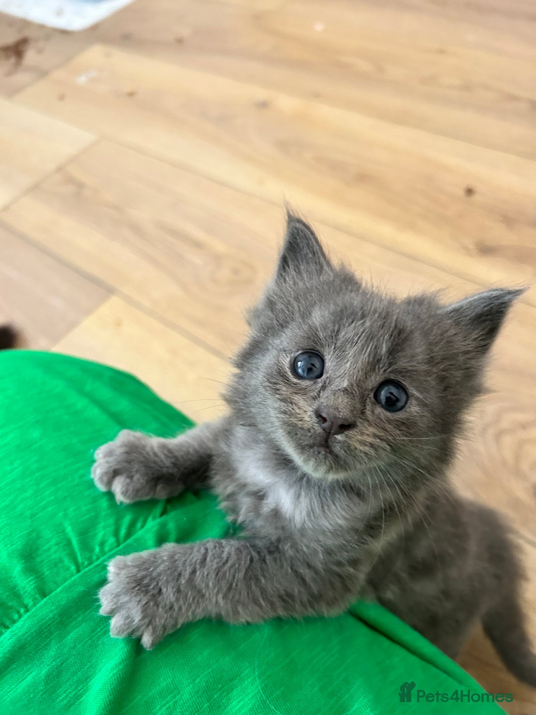 Ragcoon cats for sale: Ragcoons!  in Shepton Mallet - Image 4