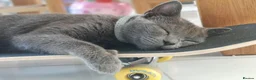 Mixed Breed cats for sale: Grey & white kittens * stunning  - Advert 9