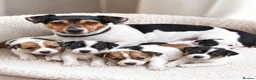 Jack Russell dogs for stud: Traditional Miniature Jack Russell Stud Service  - Advert 6