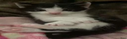 Domestic Shorthair cats for sale: Beautiful kittens  - Advert 17