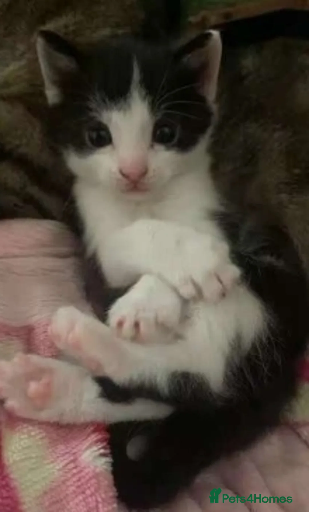 Domestic Shorthair cats for sale: Beautiful kittens  - Advert 17