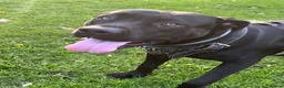 Cane Corso dogs for sale: X4 female cane corso  - Advert 9