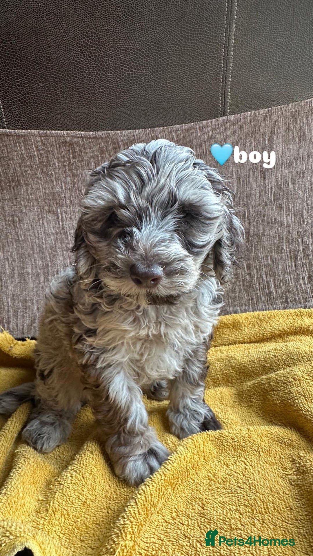 Cockapoo dogs for sale: Stunning F1b Cockapoo Puppies 🐾❤️ - Image 5