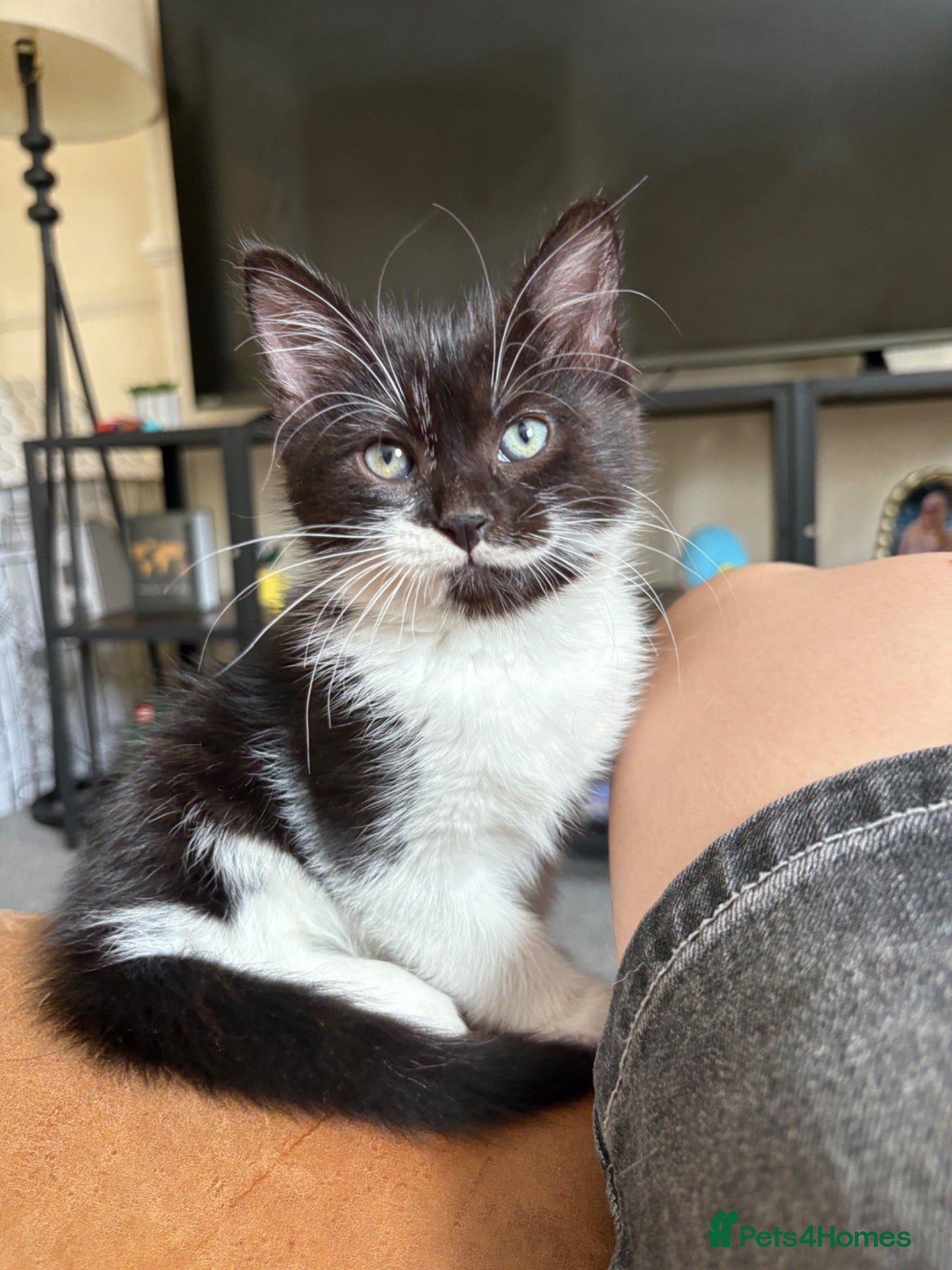 Mixed Breed cats Black and White Fluffy Male Kitten - Advert 7