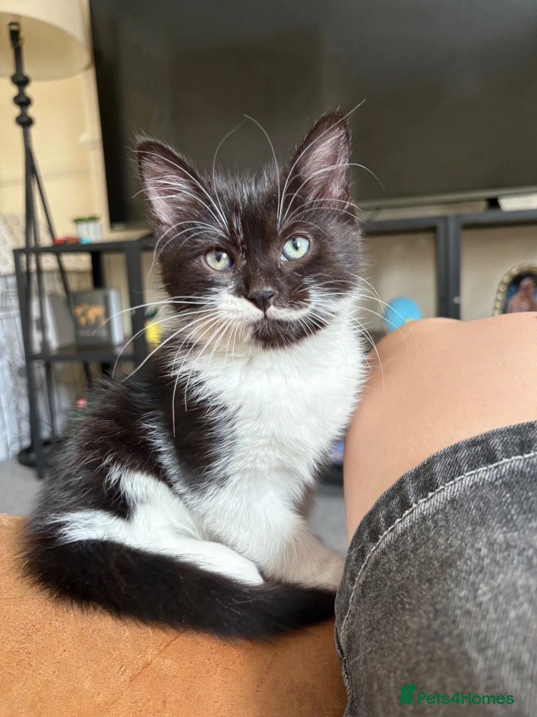 Mixed Breed cats for sale: Black and White Fluffy Male Kitten - Advert 1