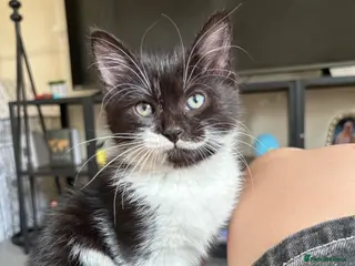 Mixed Breed cats Black and White Fluffy Male Kitten - Advert 7