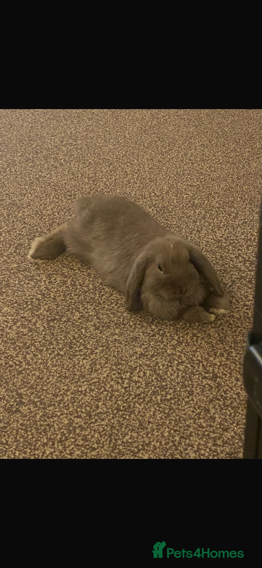 Mini Lop rabbits for sale: Mini lops bonded brother and sister - Image 5