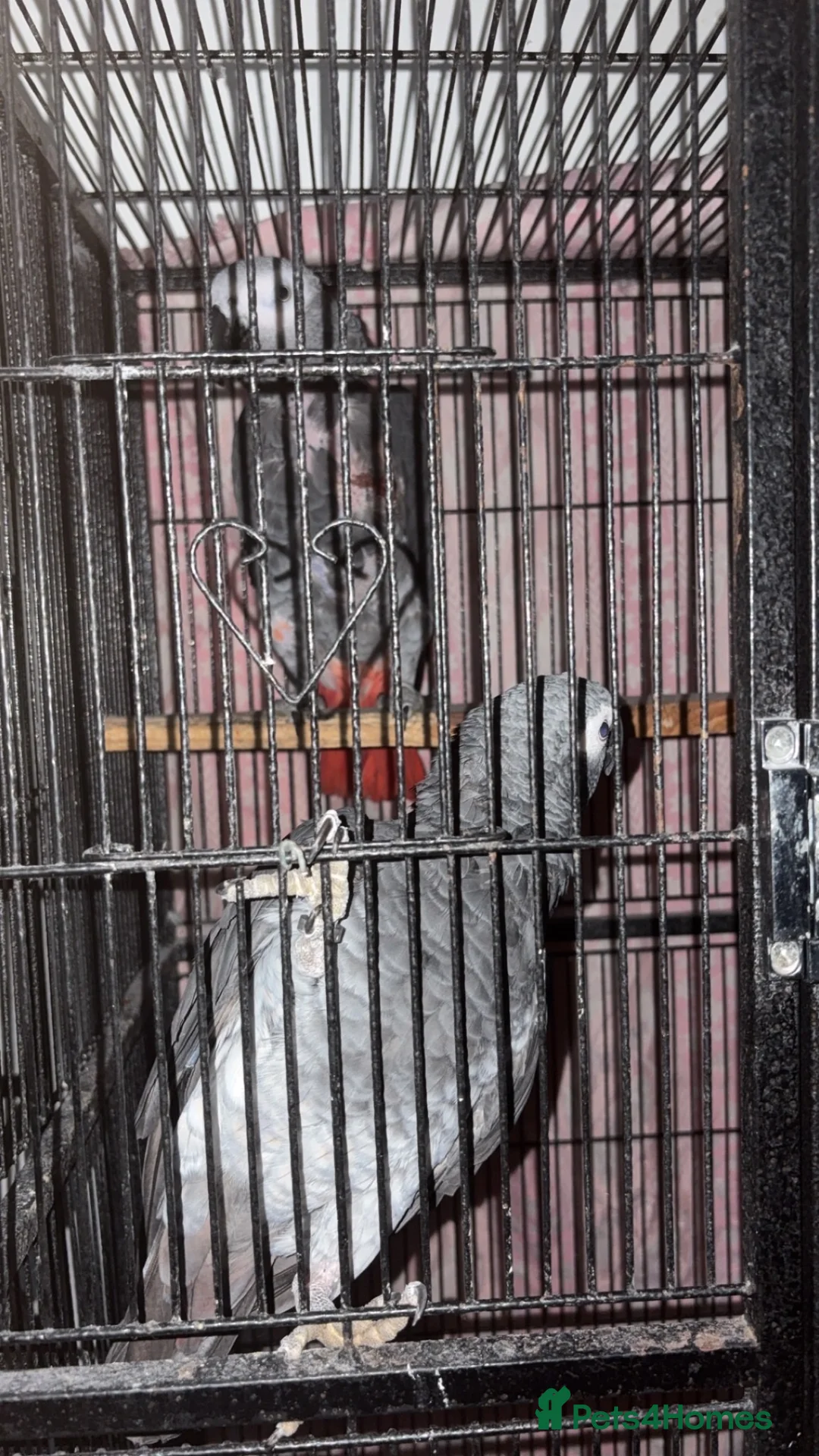 Parrots birds for sale: Female and Male African grey parrots for sale  in Wakefield - Advert 4