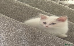 Ragdoll cats for sale: 🌟RAGDOLL KITTENS 🌟 - Image 4