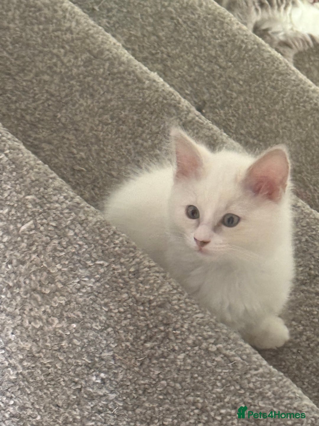 Ragdoll cats for sale: 🌟RAGDOLL KITTENS 🌟 - Image 4