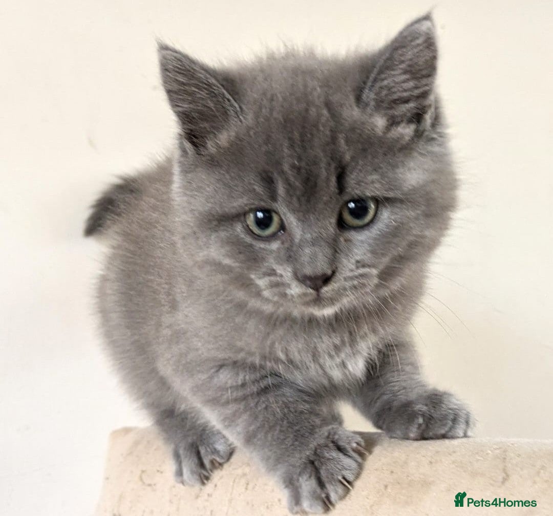 Ragdoll cats for sale: British Ragdoll kittens - Image 7