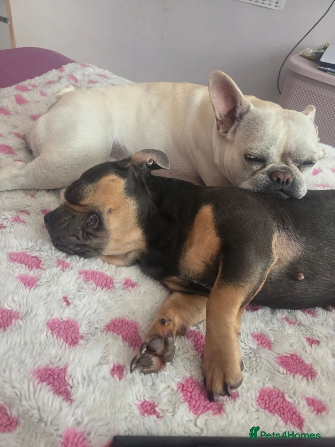 French Bulldog dogs for sale: 2 French bulldogs for rehoming in Burton-on-Trent - Advert 1