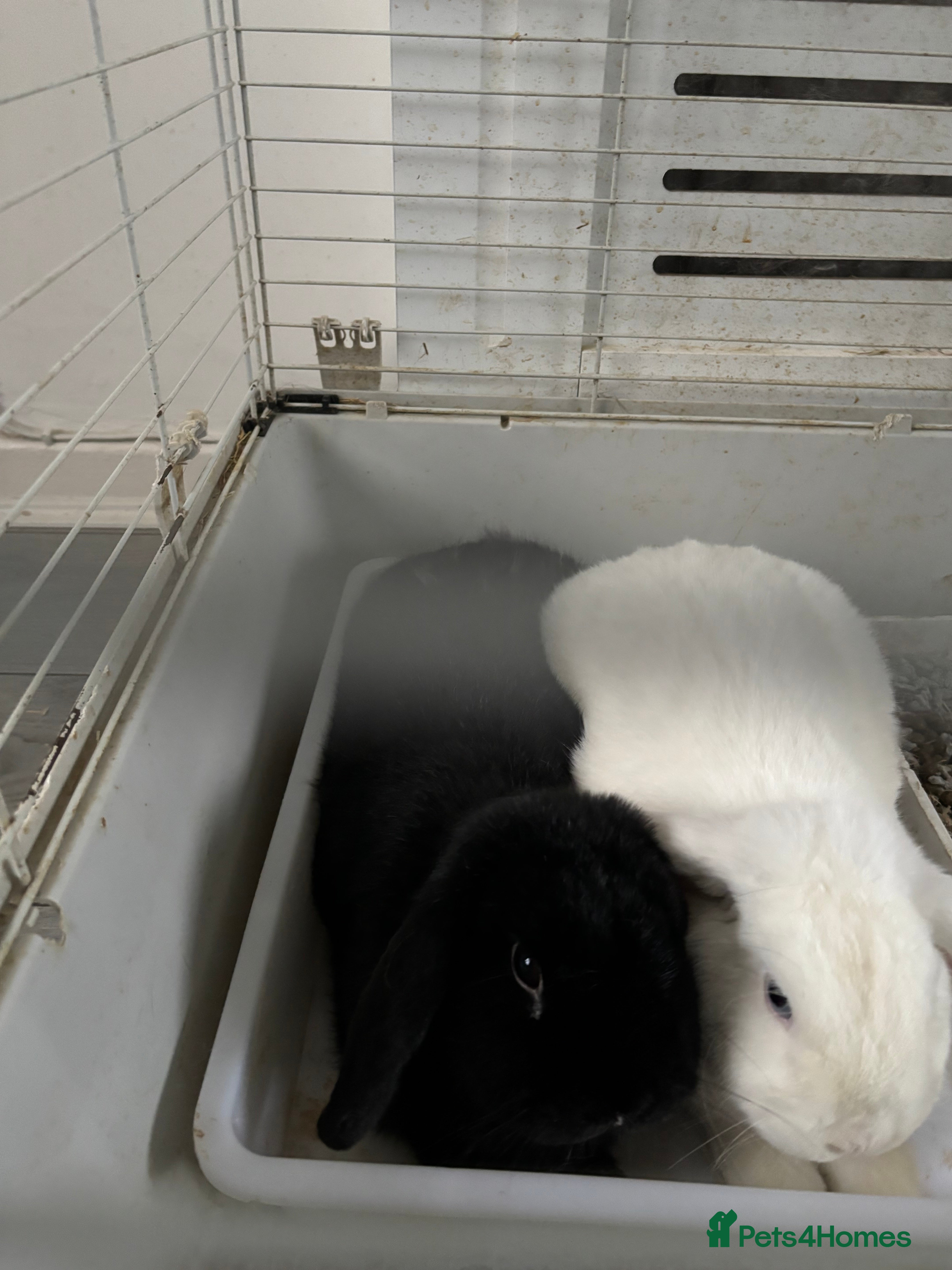 Mixed Breed rabbits 2 bonded rabbits brother and sister for new home - Advert 17