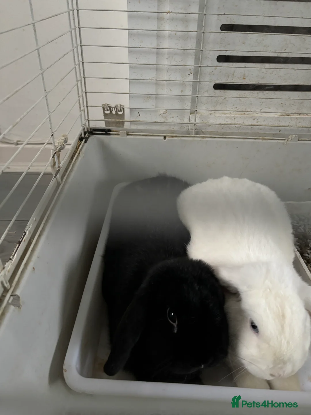 Mixed Breed rabbits for sale: 2 bonded rabbits brother and sister for new home - Advert 1