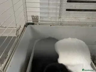 Mixed Breed rabbits 2 bonded rabbits brother and sister for new home - Advert 17