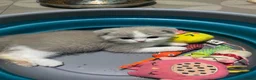 Scottish Fold cats for sale: Scottish fold kittens - Advert 16