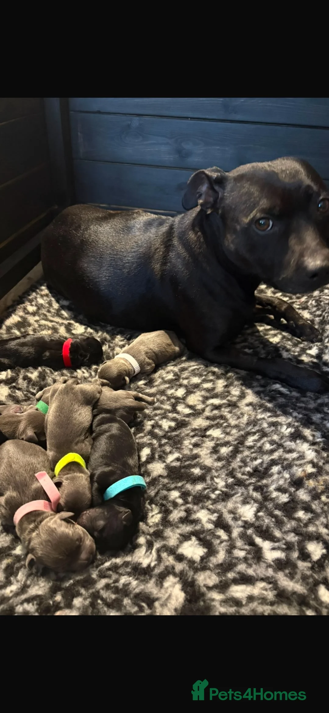 Staffordshire Bull Terrier dogs for sale: KC REG STAFFORDSHIRE BULL TERRIER PUPS are HERE   - Advert 1