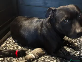 Staffordshire Bull Terrier dogs KC REG STAFFORDSHIRE BULL TERRIER PUPS are HERE - Advert 3