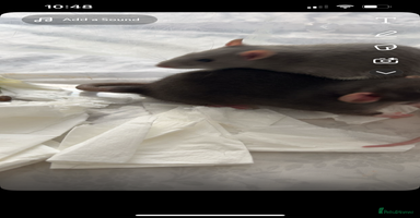 Rat rodents - Advert 6