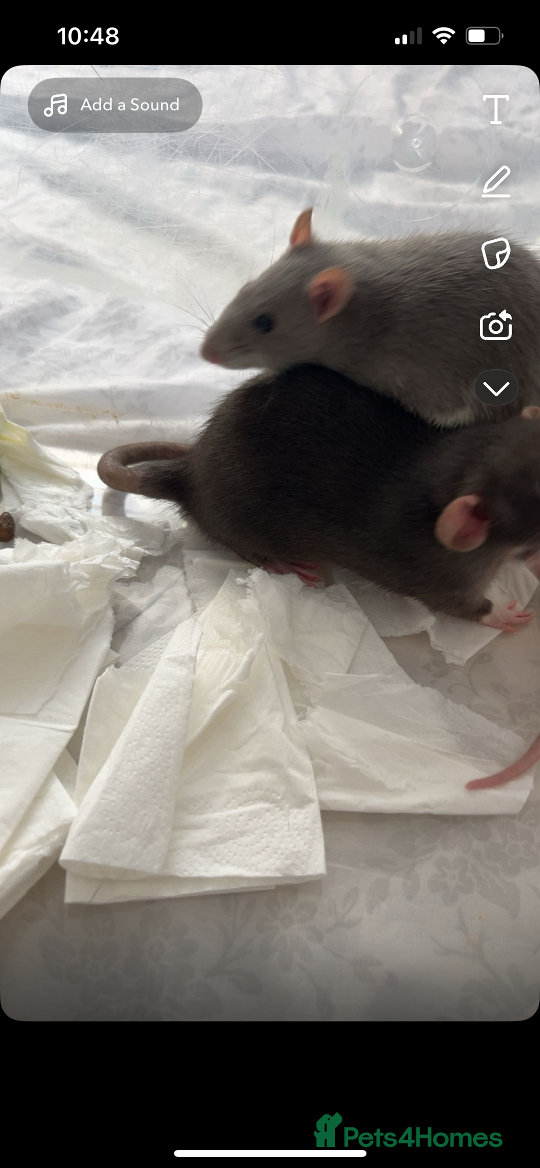 Rat rodents for sale: two female rats for sale - Image 2