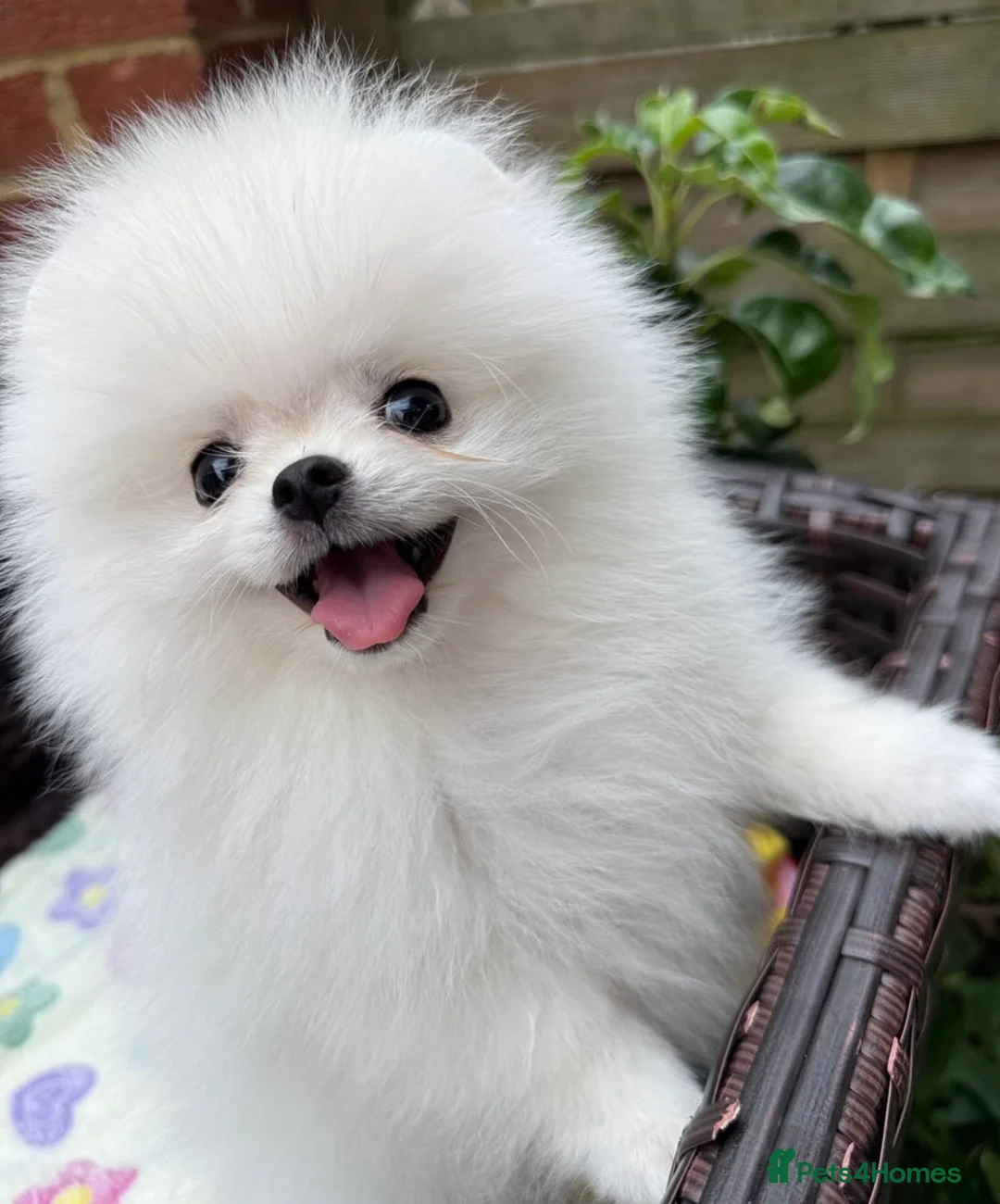 Pomeranian dogs for stud: Pierre stunning white TINY teddy Pom STUD ONLY in Romford - Advert 17