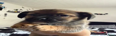 Jackshund 2