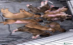 Boxer dogs for sale: A Second Chance for a Gentle Boxer - Advert 8