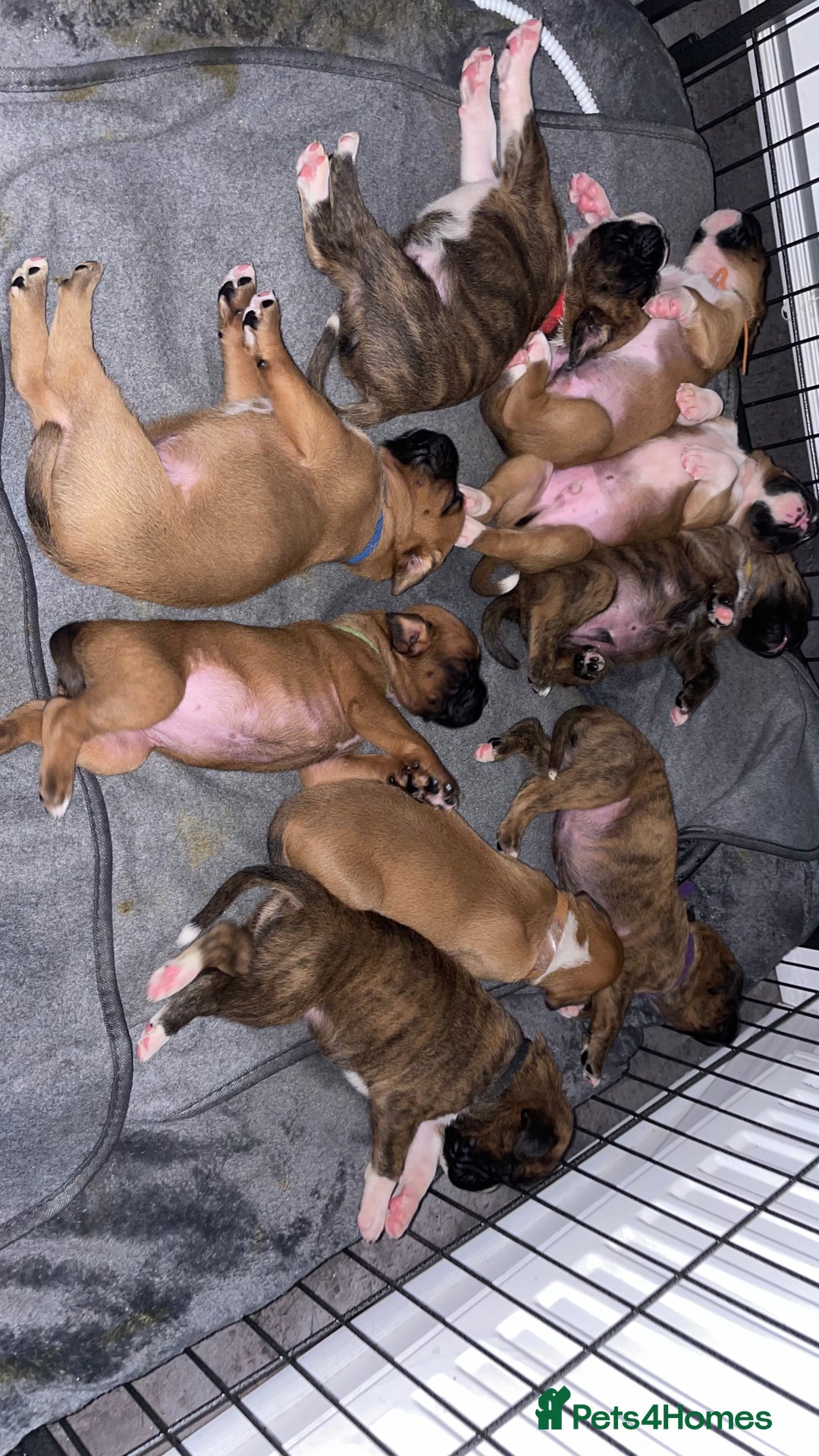 Boxer dogs for sale: A Second Chance for a Gentle Boxer - Advert 8