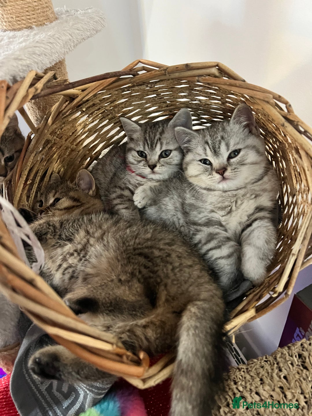 British Shorthair cats for sale: British Shorthair Kittens 🐱  - Advert 15