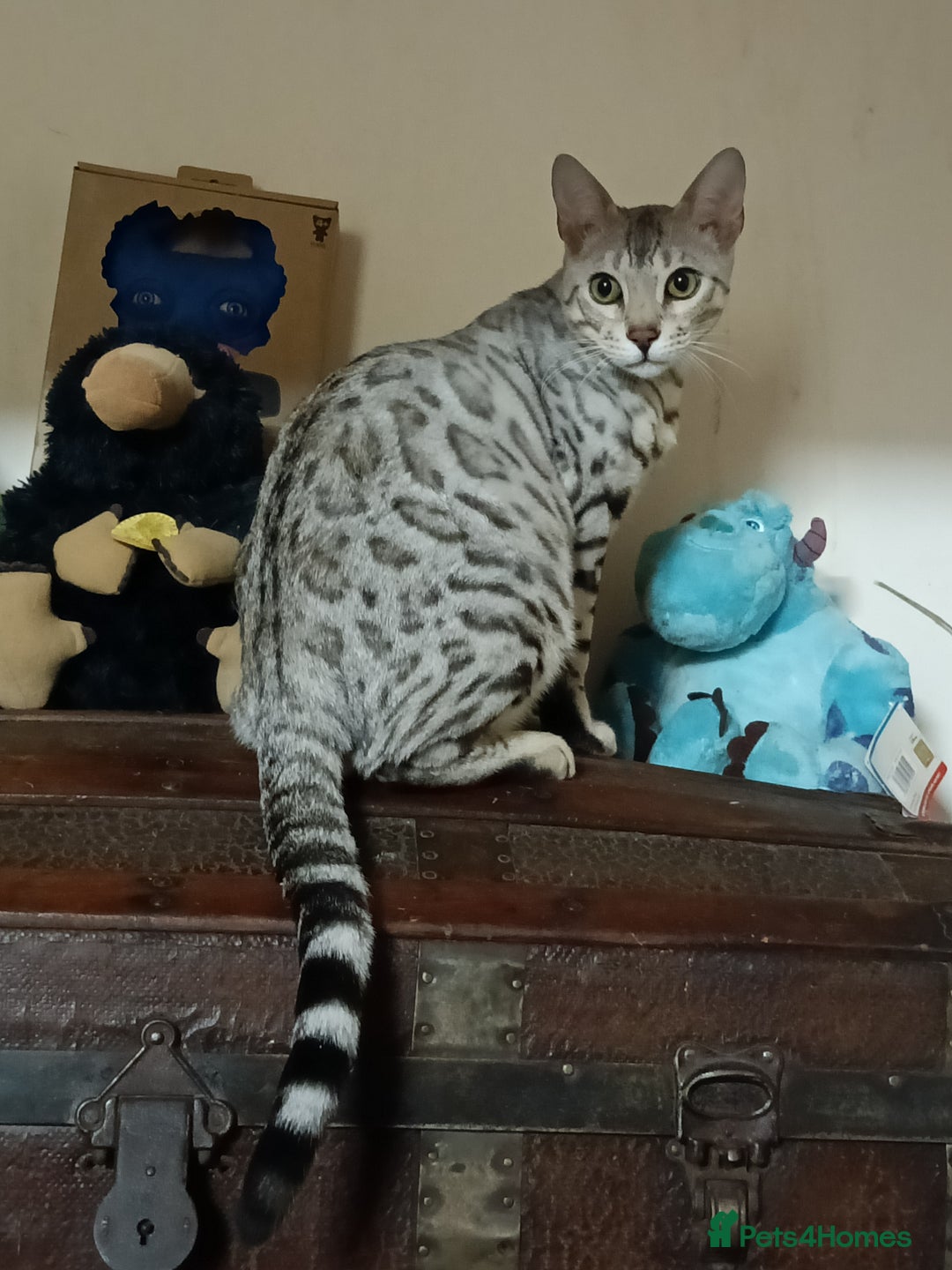 Domestic Shorthair cats for sale: Bengals  - Image 14